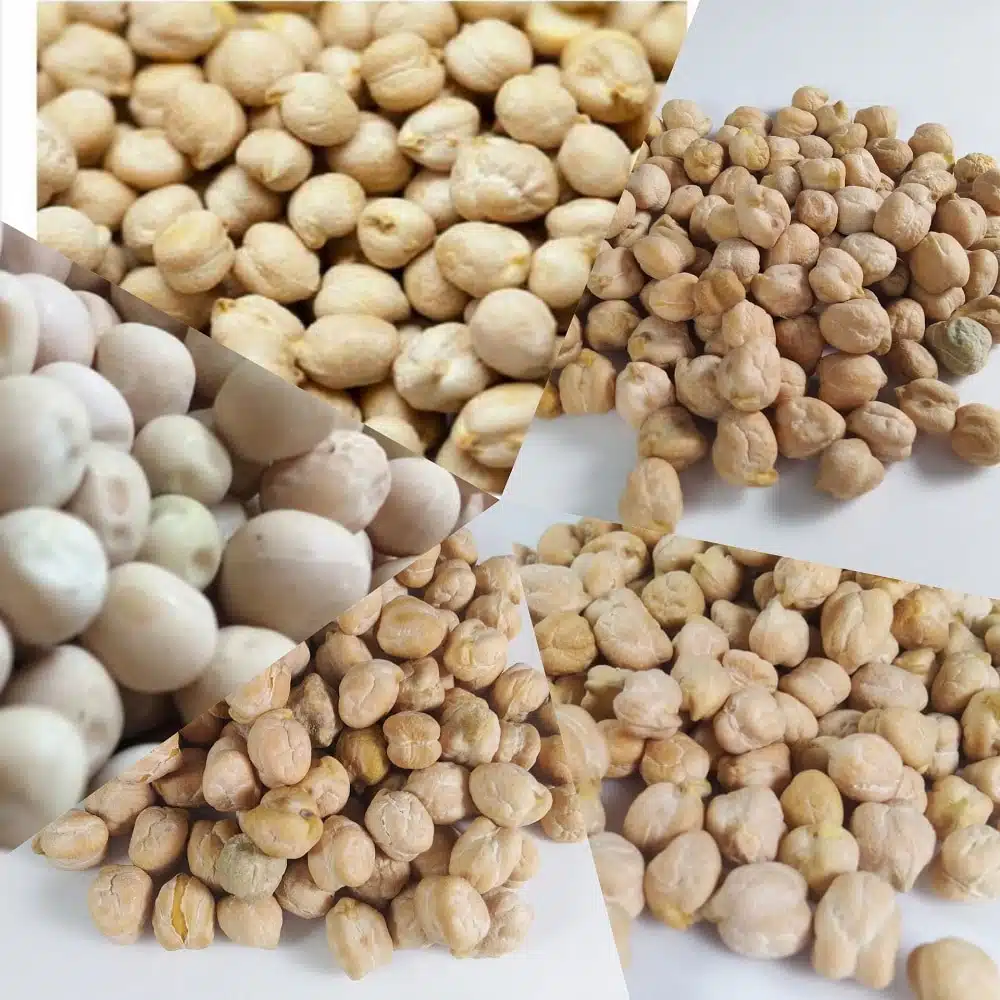 شناخت نخود و انواع آن Pea