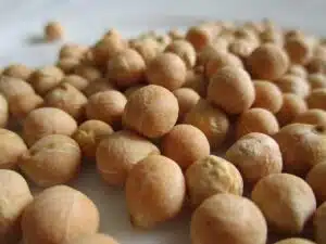 مقاله تخصصی شناخت نخود و انواع آن Pea