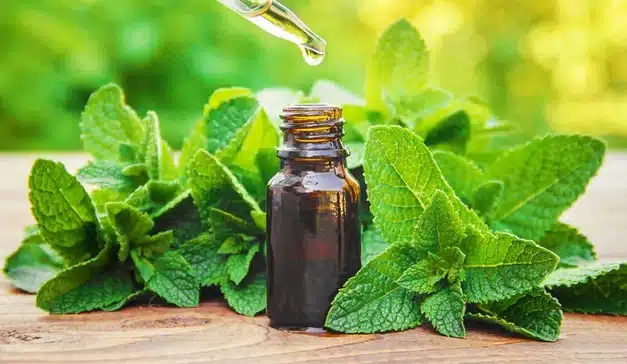 معرفی ۳۴ خواص از گیاهی دارویی به نام نعناع