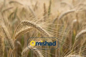 خوشه‌های رسیده جو در مزرعه هنگام زمان برداشت. برای مقاله جو و خواص و فراورده های آن