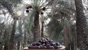 تفالی به خرما یا رطب بم