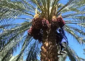 تفالی به خرما