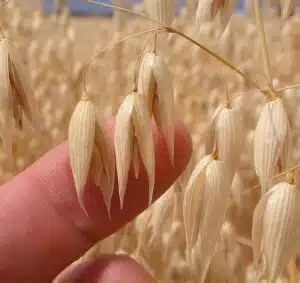 عکس جو دوسر