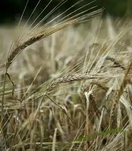 جو و خواص و فراورده‌های آن