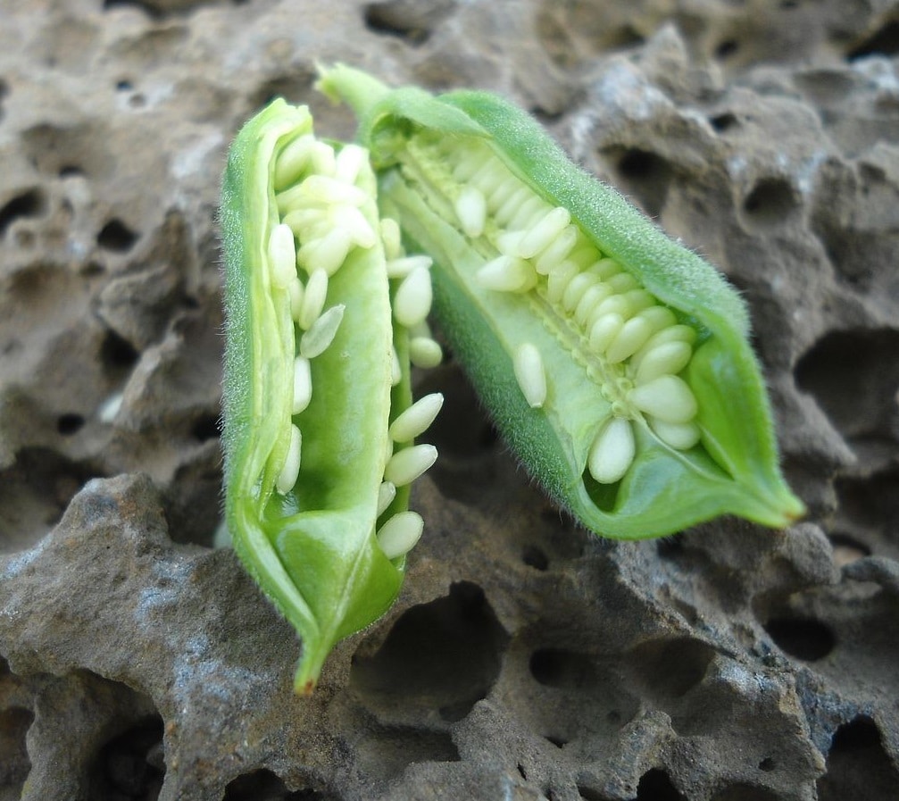 عکس خواص و مضرات کنجد Sesame sesamus indicum