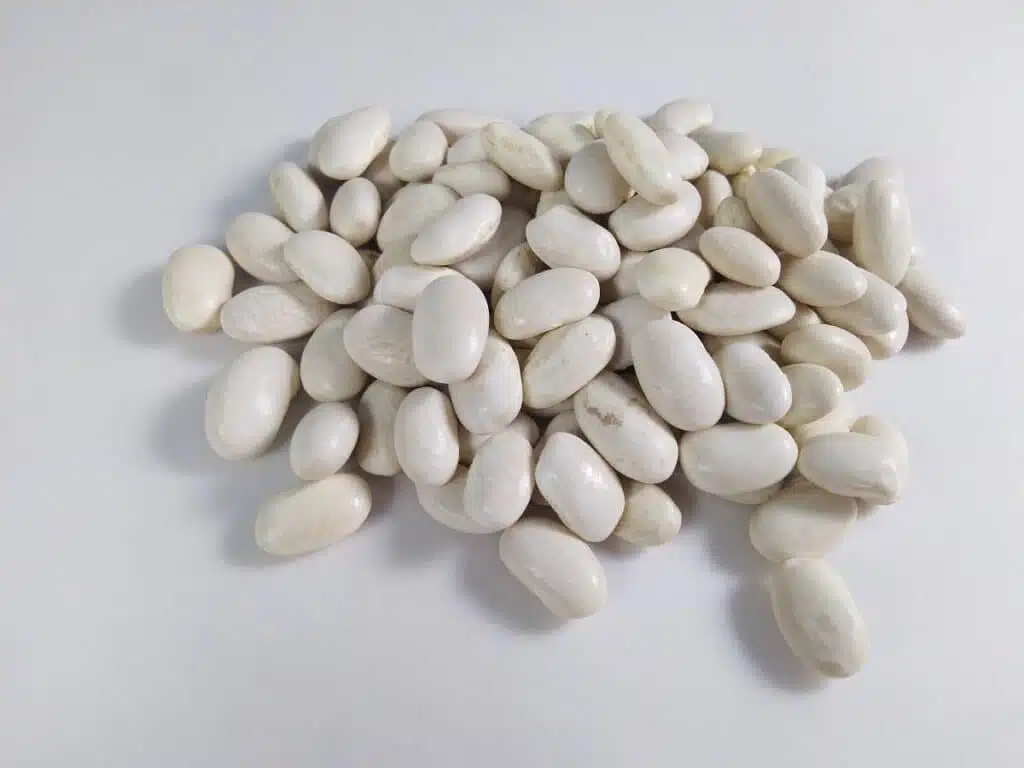 در مورد لوبیا چه می‌دانیم؟ Kidney bean Phasaeolous vulgaris
