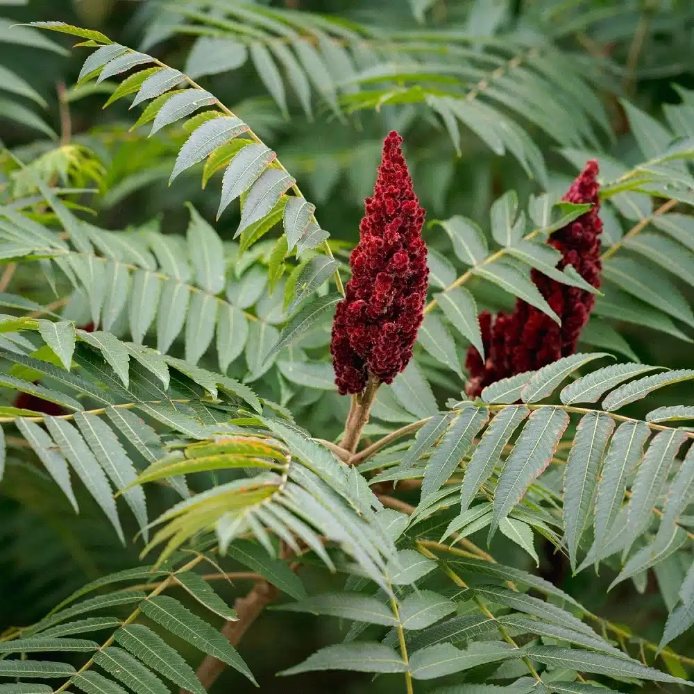 عکس درخت سماق قهوه ای و قرمز red sumac