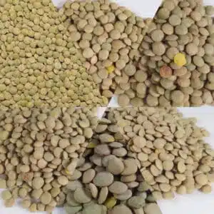 همه چیز درمورد عدس
