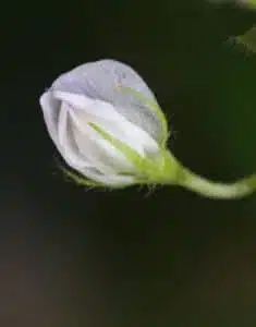 گیاه عدس