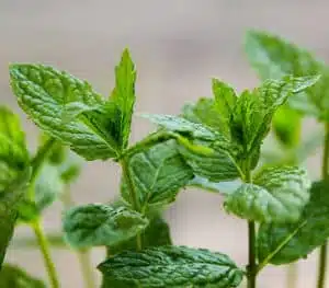 ۳۴ خواص از گیاهی دارویی به نام نعناع