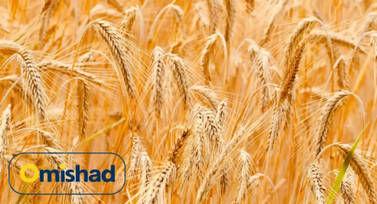 Unsaid about wheat ناگفته‌هایی درباره گندم