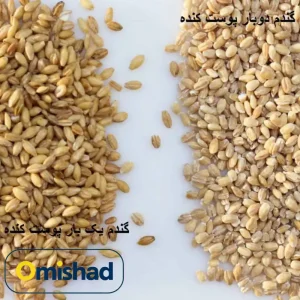 تفاوت گندم