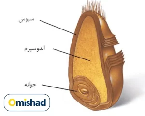 ناگفته‌هایی درباره گندم آناتومی گندم