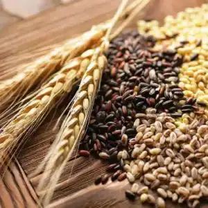 انواع غلات و دانه‌های خوراکی همراه با خوشه گندم