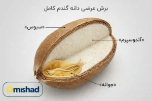 تجارتخانه گندم 5 برش عرضی دانه گندم کامل با نمایش سبوس، آندوسپرم و جوانه.