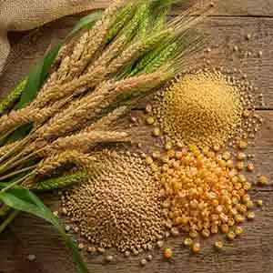 خرید عمده غلات — گندم، جو و انواع آرد